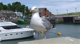 A seagull watches us while we eat our lunch at Padstow Harbour, in case an opportunity arises